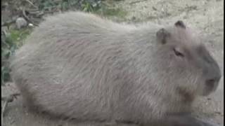 Le capybara est le plus gros rongeur actuel  Safari de Peaugres Ardèche France [upl. by Brouwer]