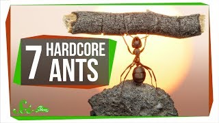 7 Unbelievably Hardcore Ants [upl. by Van]