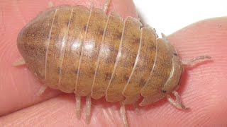 Helleria brevicornis Isopod Care Guide [upl. by Konstance430]