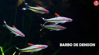 Pez BARBO DE DENISON  Cuidados y Alimentación  Puntius denisonii  AcuariosLP [upl. by Nibbs]