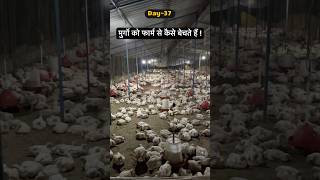 Day37  Chicken Selling at Night from Poultry farm poultryfarm chicken chickenfarm shorts [upl. by Eyahsal903]