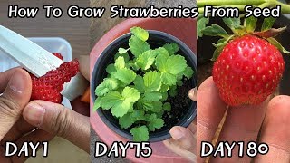 공짜로 딸기 모종 얻는 방법ㅣHow To Grow Strawberries From Seed [upl. by Sheree843]