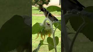 Cardellini sul balcone Cardellino natura birdwatching naturaitaliana goldfinches goldfinch [upl. by Parnell]