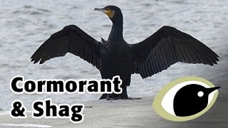 BTO Bird ID  Cormorant and Shag [upl. by Fry]