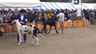 FCI Kyushu 16 Great Dane Black [upl. by Lednahc797]