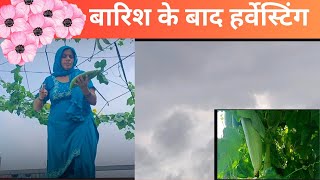 desi छत से हार्वेस्ट करी तोरीदिन में रात हो गई मौसमऑर्गेनिक तोरी viralvideo vlog RekhaAduge [upl. by Audre]