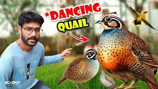 10000 രൂപയുടെ BUTTON QUAIL നെ വാങ്ങി  Bought 30 Fancy BUTTON Quail From the PET SHOP [upl. by Enelyar]