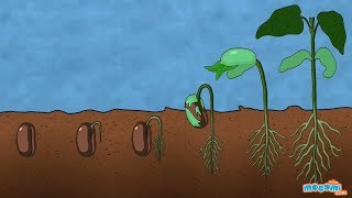 What is Germination of Seed  Plant Science for Kids  Educational Videos by Mocomi [upl. by Holmen]