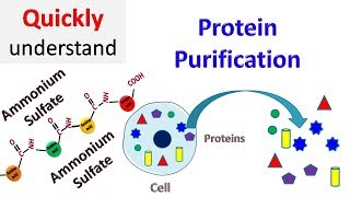 Protein Purification [upl. by Yllitnahc452]