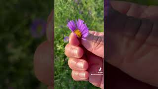 Herbalism minute Special guest New England Aster Fall medicine herbalism earthseeddetroit [upl. by Sihun]