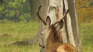 Woburn Abbey Deer Park [upl. by Teiv]