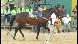 COURSE HIPPIQUE JAABAL GROUPE 1 VICTOIRE AMINOU OUMAH [upl. by Ennaitsirk]