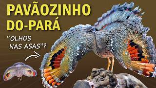 PAVÃOZINHODOPARÁ A Ave que ESPANTA PREDADORES com as ASAS e com CANTO INTRIGANTE  Planeta Aves [upl. by Roth]