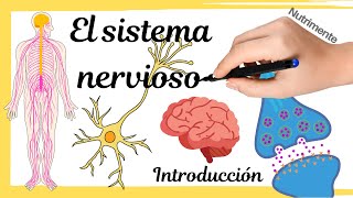 El SISTEMA NERVIOSO humano [upl. by Nossyla]