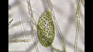 ミドリゾウリムシ Paramecium bursaria [upl. by Yeslek]