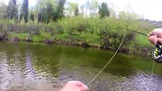 Fly Fishing Henrys Lake outlet [upl. by Sitsuj]