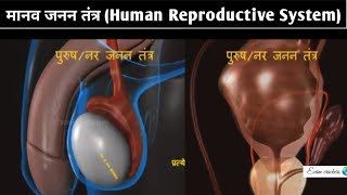 Male Gamete amp Female Gametes  Human Reproduction  Biology  Manav Janan  मानव जनन 3D Animation [upl. by Jannery]