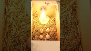 Hatching Chicken Eggs Easy [upl. by Aurlie]