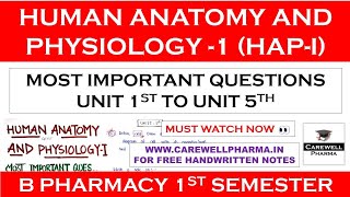 human anatomy and physiology b pharmacy 1st year important questions  Carewell Pharma [upl. by Rory]