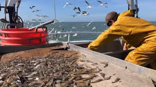 Pêche à la crevette en Baie de Somme avec Les Fils de la Mer [upl. by Mitzl]