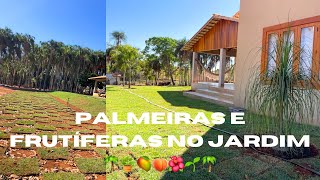 COMO FICOU LINDO NOSSO JARDIM 🌴🥭🌺🍑🌱🌴🌷 PLANTAMOS VÁRIAS PALMEIRAS AH TBM FRUTÍFERAS [upl. by Rasure]