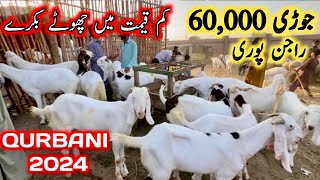 Lahore bakra mandi 2024  mandi 2024  lahore mandi [upl. by Ylek]