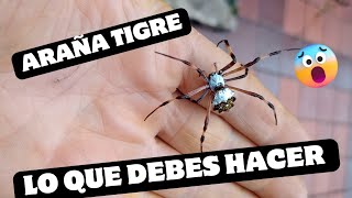 Una Artista en tu Jardín Araña Tigre 🕷️🐯 Argiope argentata [upl. by Nesnar]