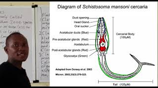 Phylum Platyhelminthes [upl. by Bartolome]