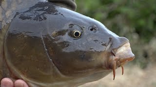 Summer Carp Fishing at Berners Hall [upl. by Acceber606]