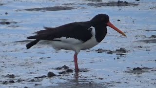 Shorebirds and Waders on the North Sea tidal flats in Germany [upl. by Nrobyalc]