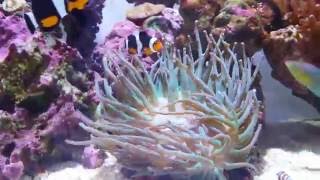 How To Care For Anemones [upl. by Niggem]