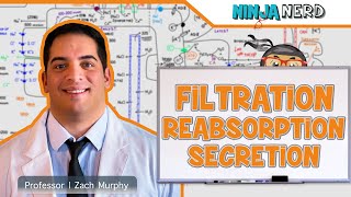 Renal  Filtration Reabsorption and Secretion Overview [upl. by Iey]