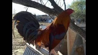 El gallo de mil palenques [upl. by Moreland]