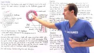 Introduction to the Small Intestine [upl. by Nosilla]