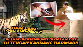 ALSHAD NGUMPET DI DALEM DUS DARI HARIMAU  TEONA LANGSUNG MELAKUKAN HAL INI [upl. by Sivia601]