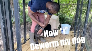 How to deworm a dog yourself What “i” use deworming worms [upl. by Hannover]