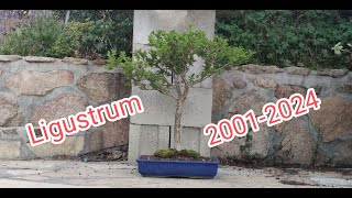 Trasplante ligustrum2024 [upl. by Ethyl]