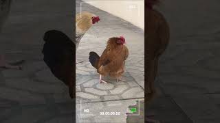 Captura Única El Preciso Instante en que una Gallina Pone un Huevo 📸🐓 gallina gallinas huevos [upl. by Baird]