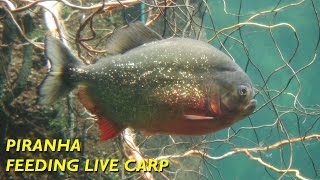 Piranha Feeding Time  Live Carp Gone in 2 Minutes [upl. by Barabbas549]