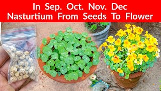 Nasturtium From Seeds How To Grow With Flower Update [upl. by Salene]