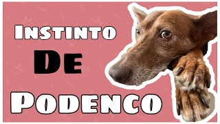 🔵EL INSTINTO del PODENCO 🦊Entenderlo y aceptarloPodencos [upl. by Still]