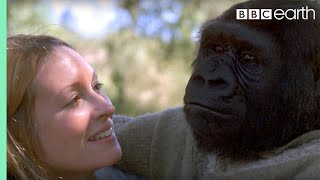 Did you know theres a talking gorilla  TalkingGorilla  BBC [upl. by Yvon]