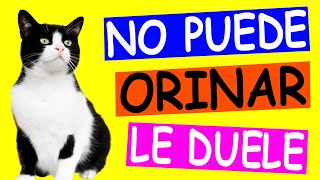 Preguntas Frecuentes sobre la INFECCIÓN URINARIA en Gatos ¡ RESUELTAS [upl. by Nref]