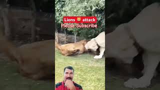 Lions Big Fitting lionlove lionslover animals lion trending viral kamilya [upl. by Leakcim]