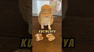 Kucing Paling DiMANJA❗❤ andreamancino shorts kucing videoviral [upl. by Infeld]