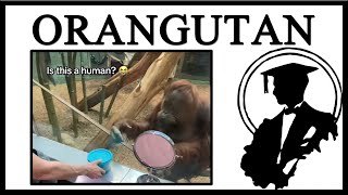 The Pointing Orangutan Is Funny [upl. by Gnirps]