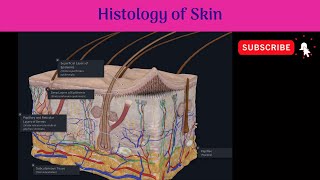 Histology of Skin  Thick and Thin Skin  Epidermis and Dermis  Cells  Pathological correlation [upl. by Bean]