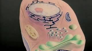 Nucleus Cytoplasm Membrane [upl. by Aleksandr722]