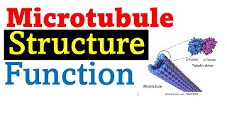 Microtubule structure and function [upl. by Llehsad]