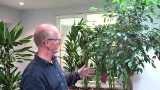 How to prune a ficus by Nature at Work [upl. by Haldis]